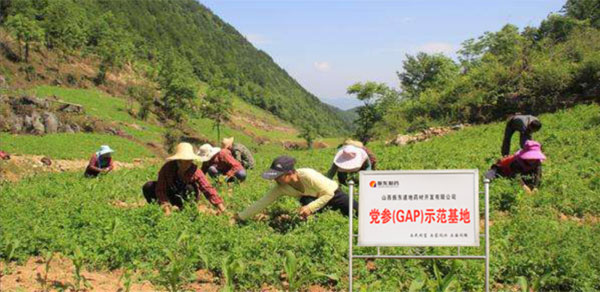 J9集团,党参示范基地