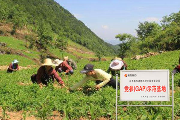 J9集团,J9集团中药材,中药材